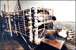 謝羅便臣在1993年發現的被囚禁黑熊。圖片來源:亞洲動物基金官方網站