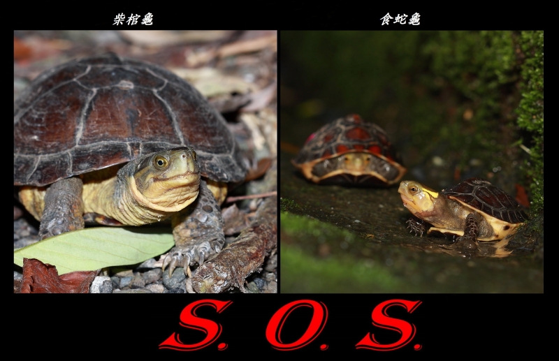 焦點話題：SOS！食蛇龜大危機