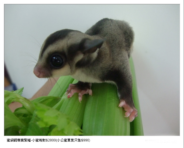 網路寵物交易夯紅的蜜袋鼯,人工繁殖族群仍難納入野保法36條管理。