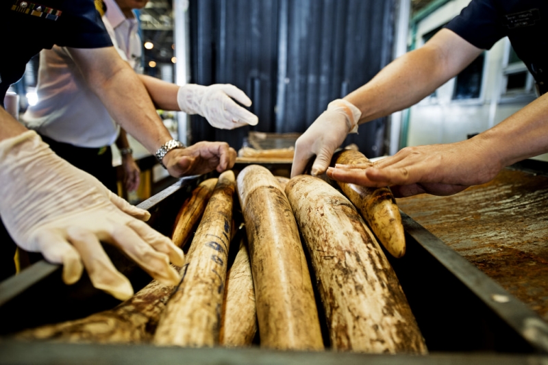 被查獲的非洲象象牙。圖片來源:WWF / James Morgan