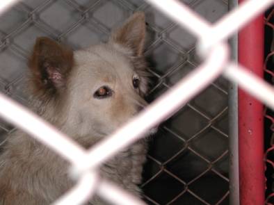 5 動物行為問題 關懷生命協會 5 動物行為問題 關懷生命協會