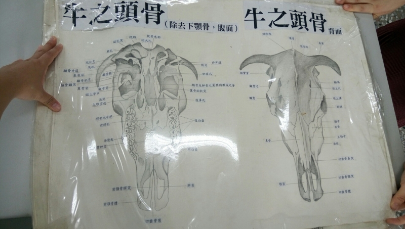 牛头骨骼结构图图片