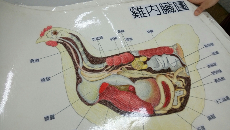 鸡的内部结构解剖图图片