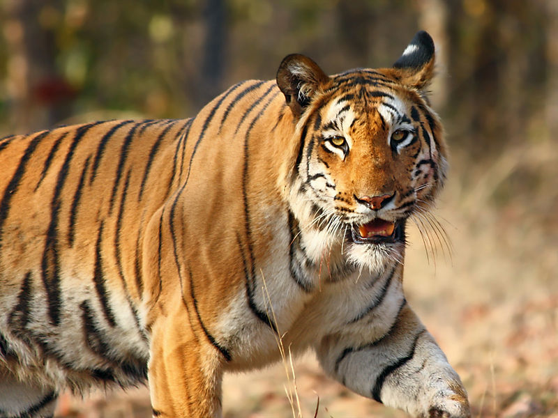 Photo courtesy of Vijaymp. 照片來源:https://commons.wikimedia.org/wiki/File:Nagzira_Tiger_By_Vijay_Phulwadhawa.jpg?uselang=zh-tw