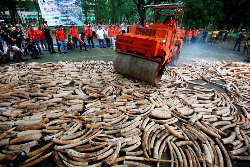 一些非政府組織(NGOs)呼籲完全禁止所有象牙買賣,並摧毀世界各地現有的象牙庫存。圖片來源:達志影像/路透社。