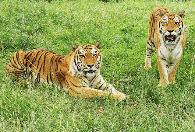 來源:動物園資料照片