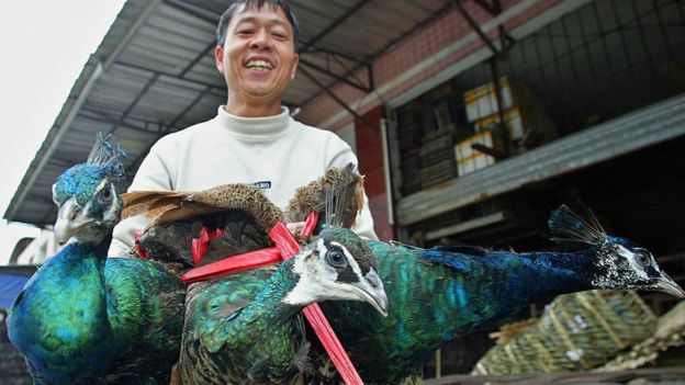 中國野生動植物貿易被指將幾種鳥類推向滅絶的邊緣(圖為中國農民在廣州的野生動物市場上出售孔雀,資料照片)。